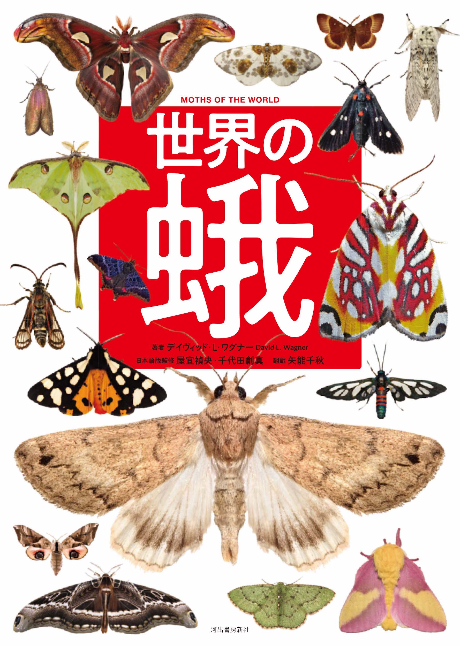 世界の蛾