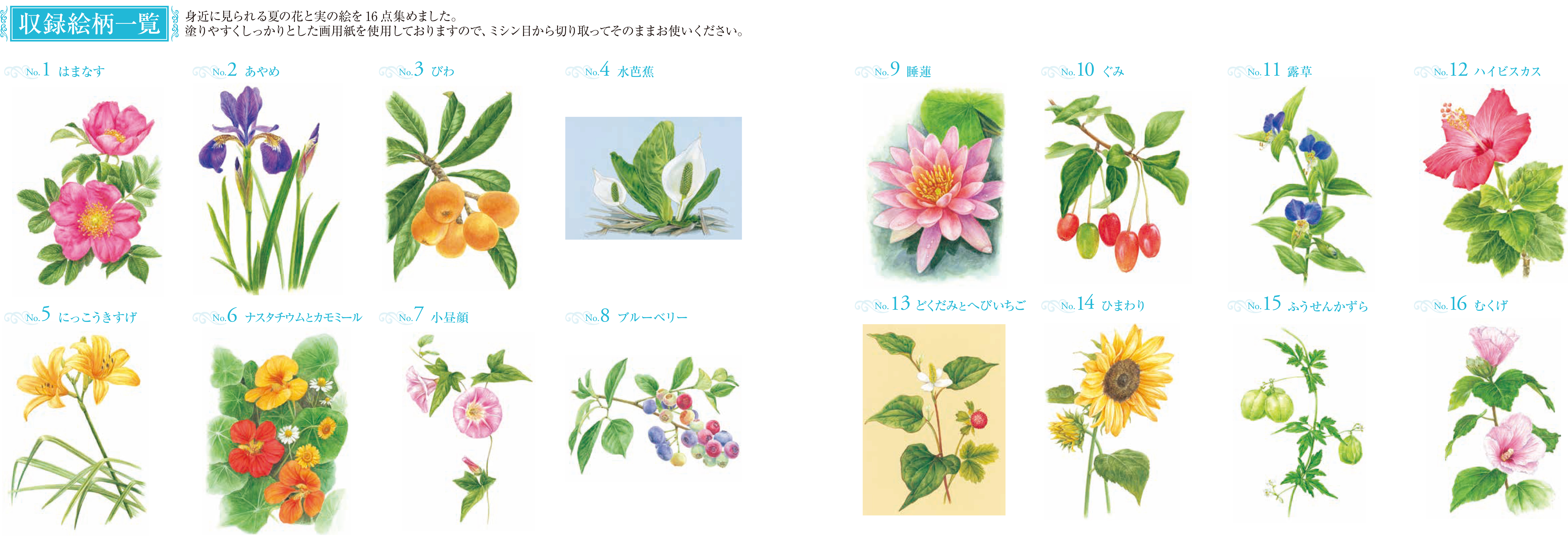 大人の塗り絵 ｐｏｓｔｃａｒｄ ｂｏｏｋ 夏の花と実編 佐々木 由美子 河出書房新社