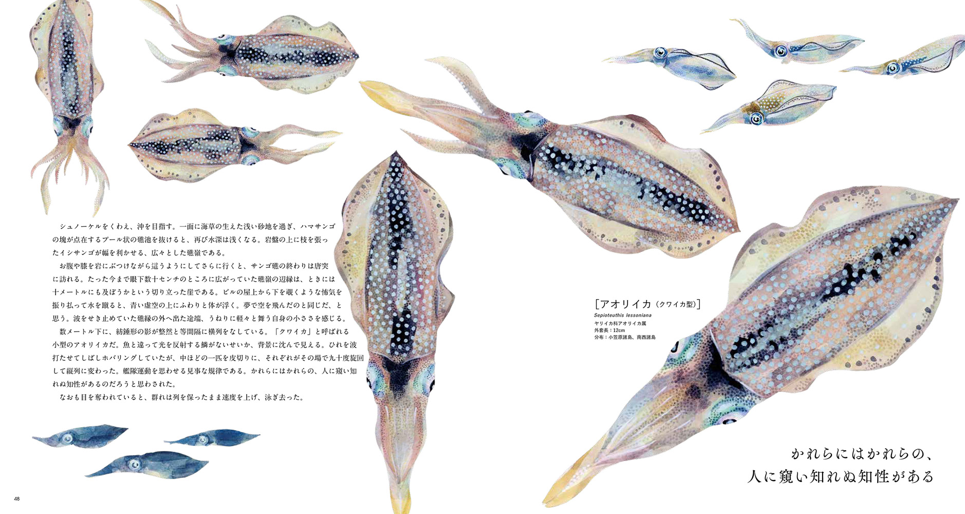 THE FISH 魚と出会う図鑑