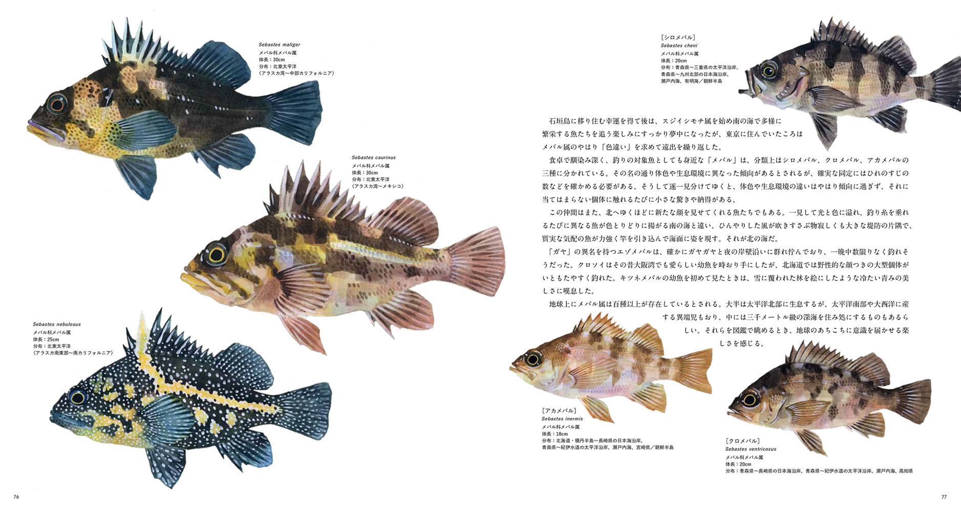 THE FISH 魚と出会う図鑑