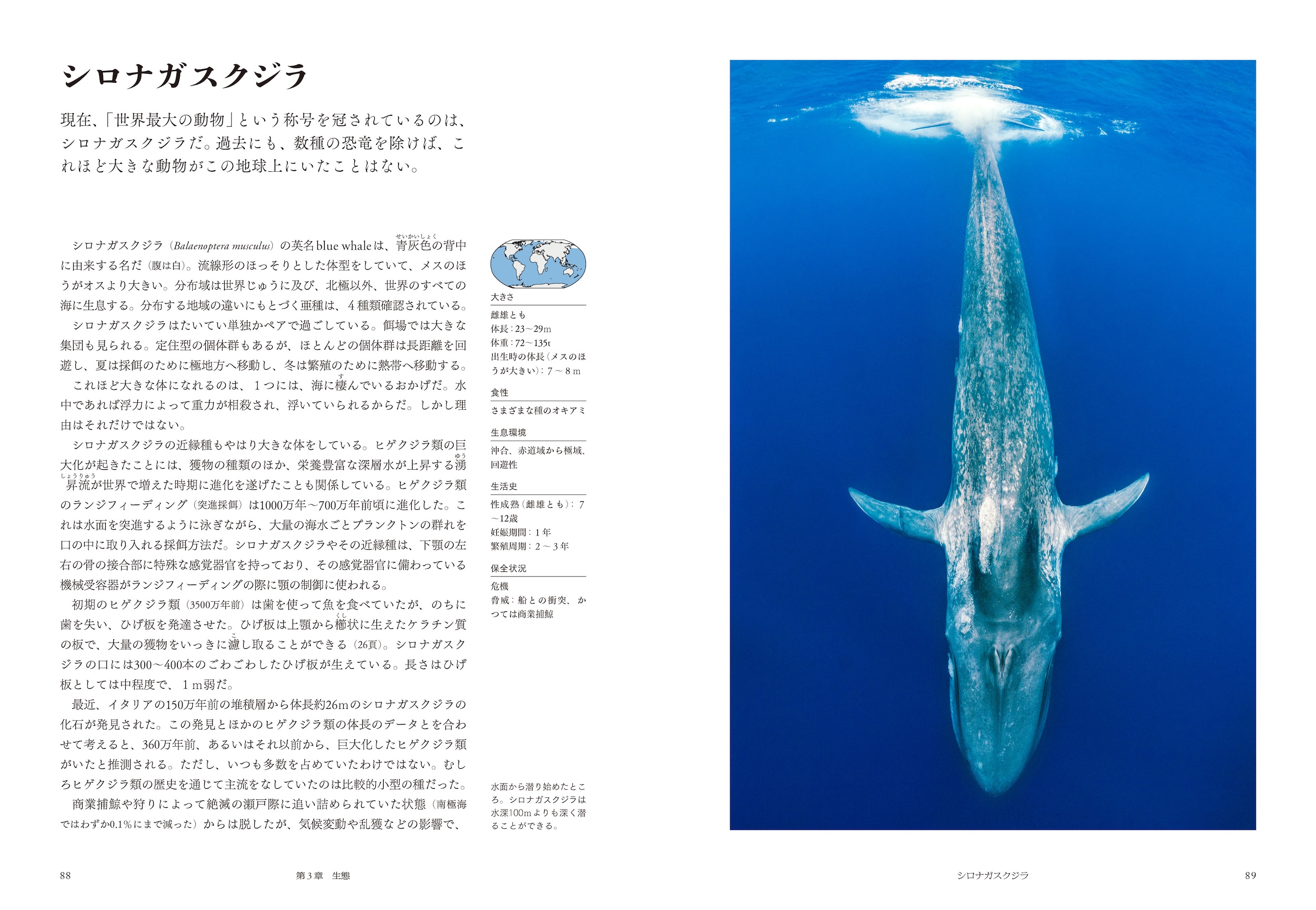 た*ん様 世界の哺乳動物の図鑑(第4巻）海洋哺乳類　イルカ・クジラ・トド他 ビジュアル図鑑 海の哺乳類 :アナリサ・ベルタ,田島 木綿子,黒輪 篤嗣
