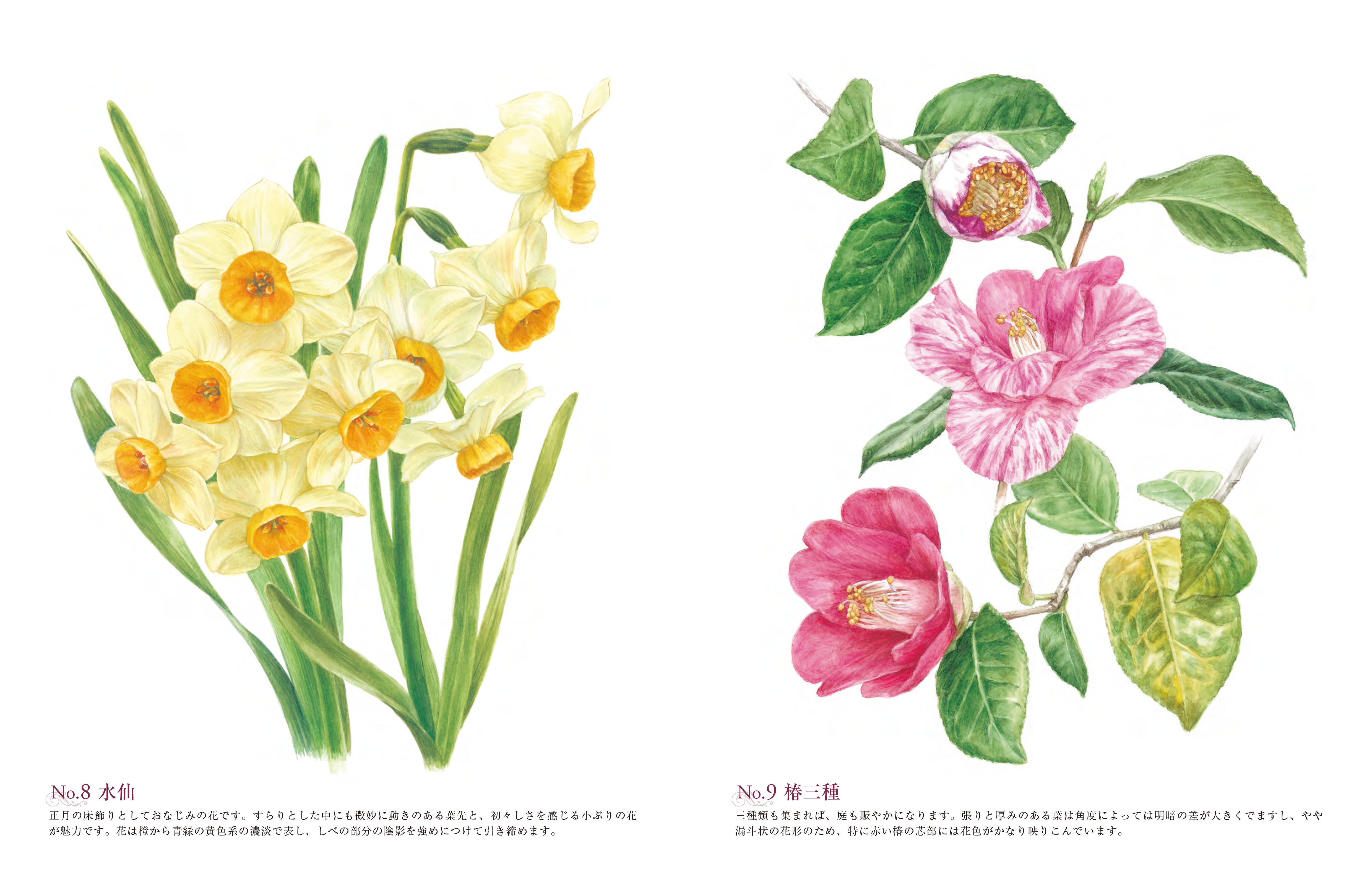 Amazon.co.jp: 大人の塗り絵 四季の花編: uni色鉛筆BOX : 佐々木